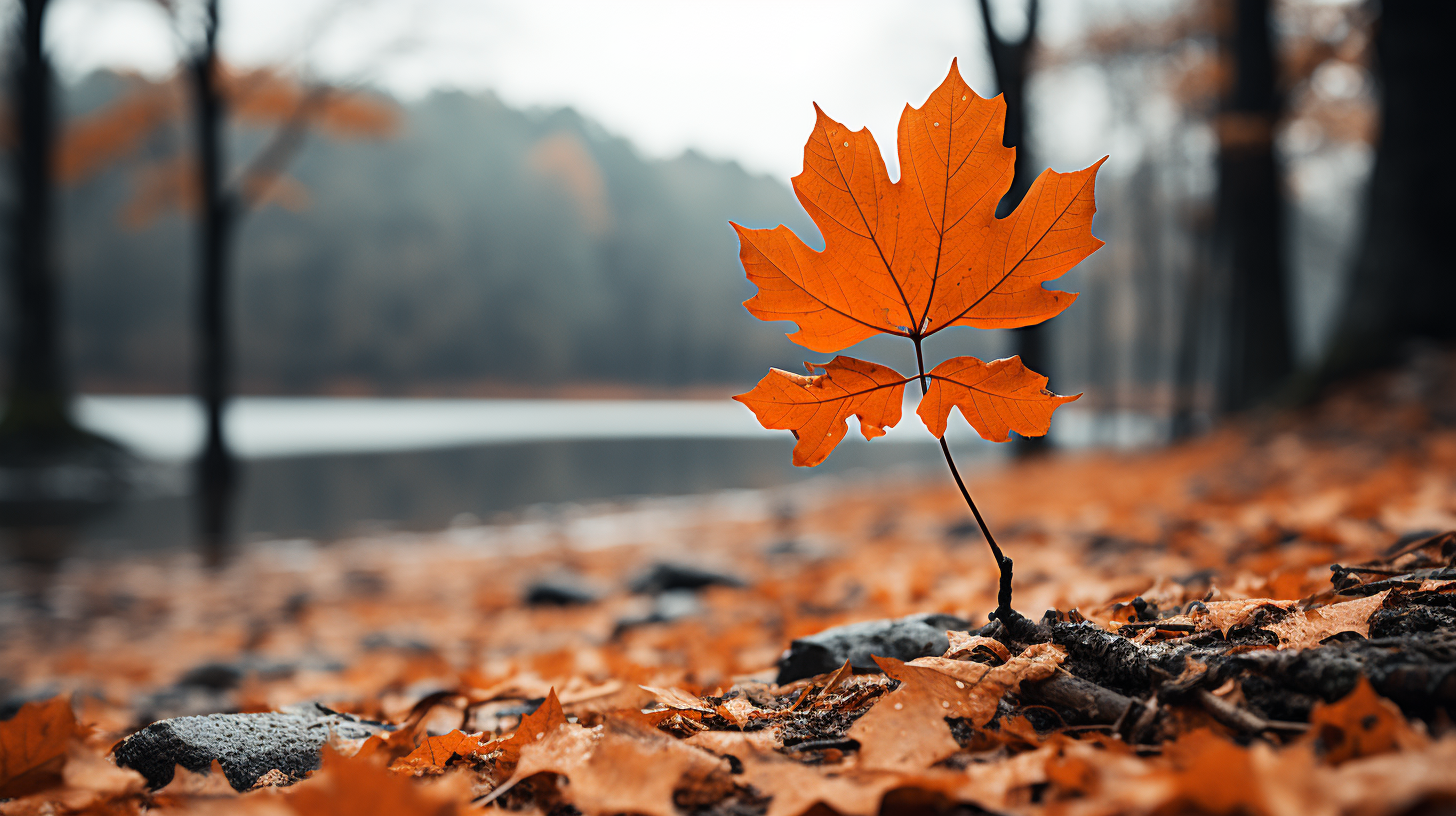 Vibrant autumn colors in Asheville