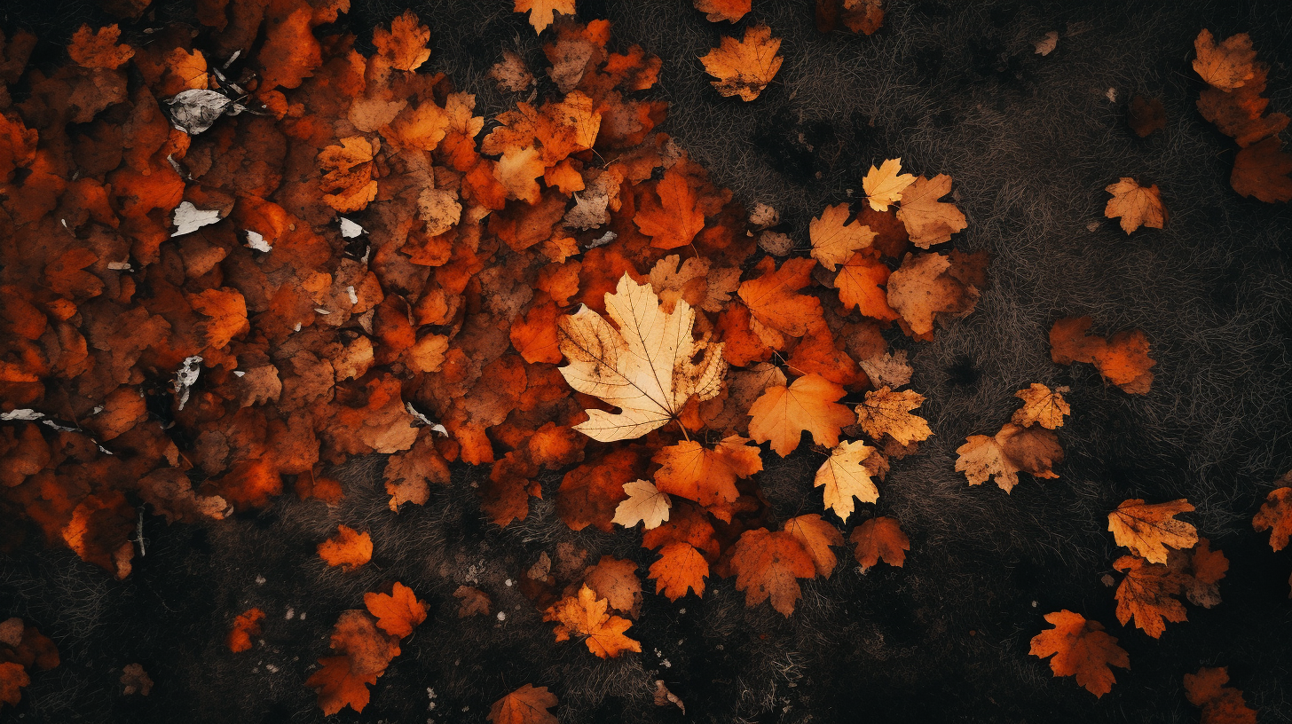 Bird's-eye View of Autumn Leaves