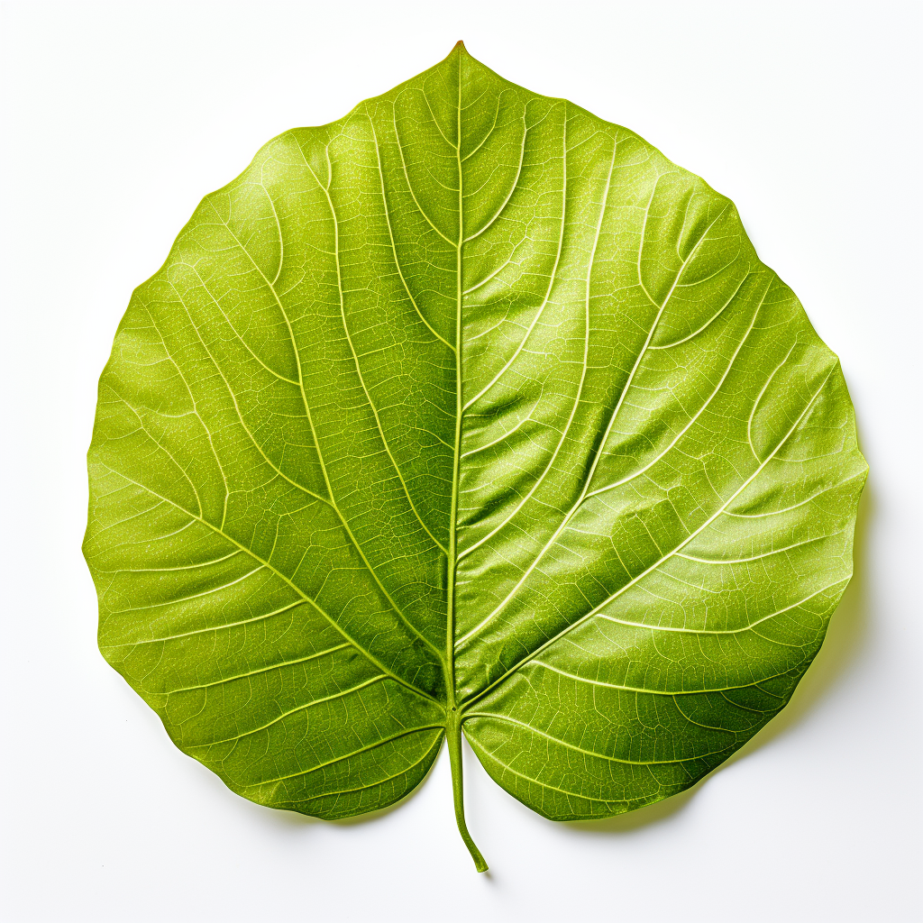 Super realistic big round leaf macro