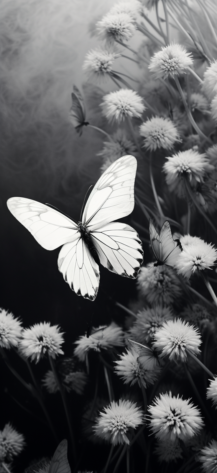 Black and White Butterflies in a Field of Flowers