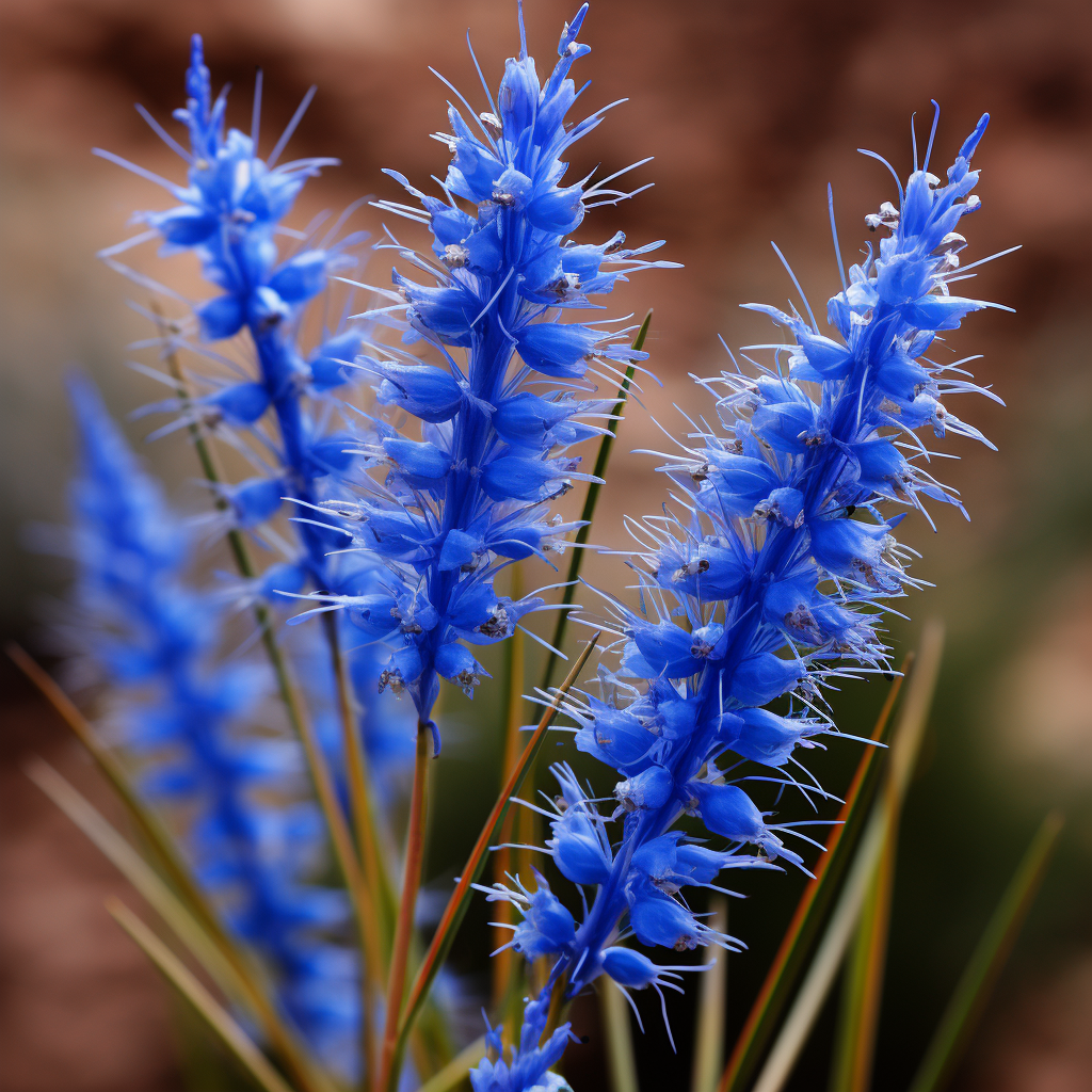 Blooming blue grama with stigmas and anthers