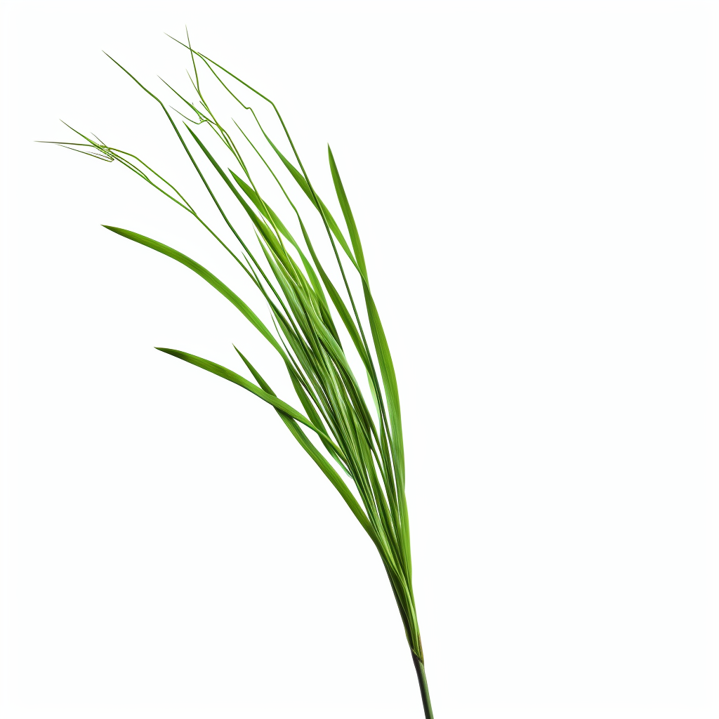 Curved Grass Stem on White Background