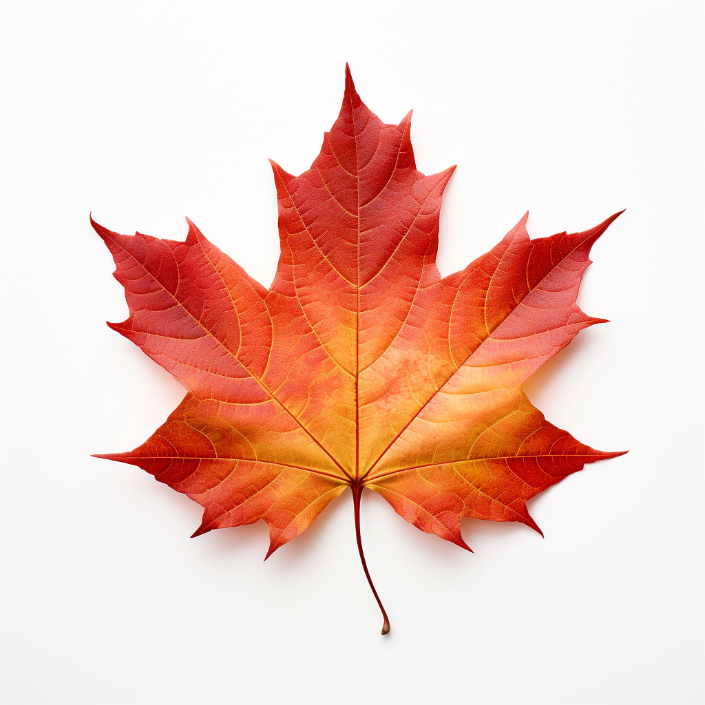 Cute fall leaves on white background