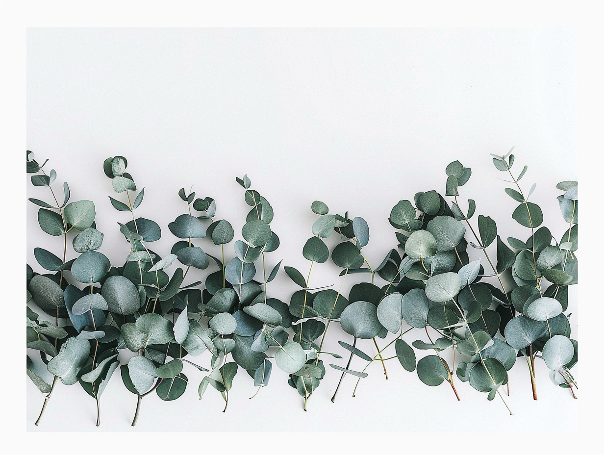 Eucalyptus border on white background