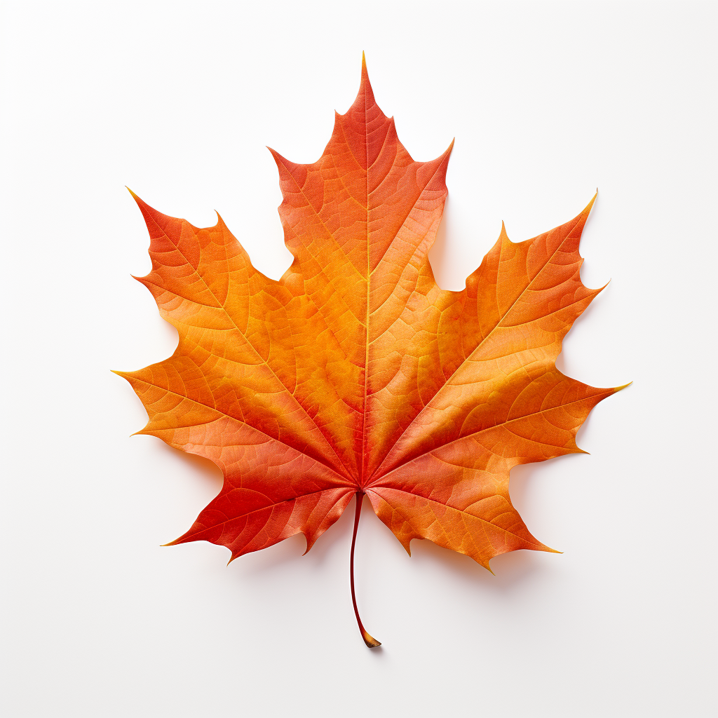 Beautiful autumn leaves on white background