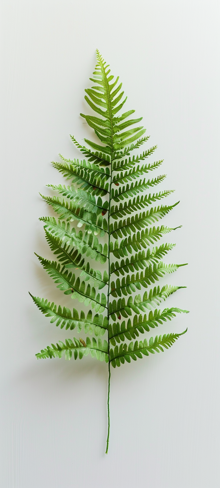 Fern on White Background