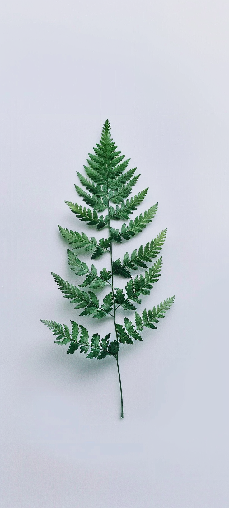 Dynamic fern on white background