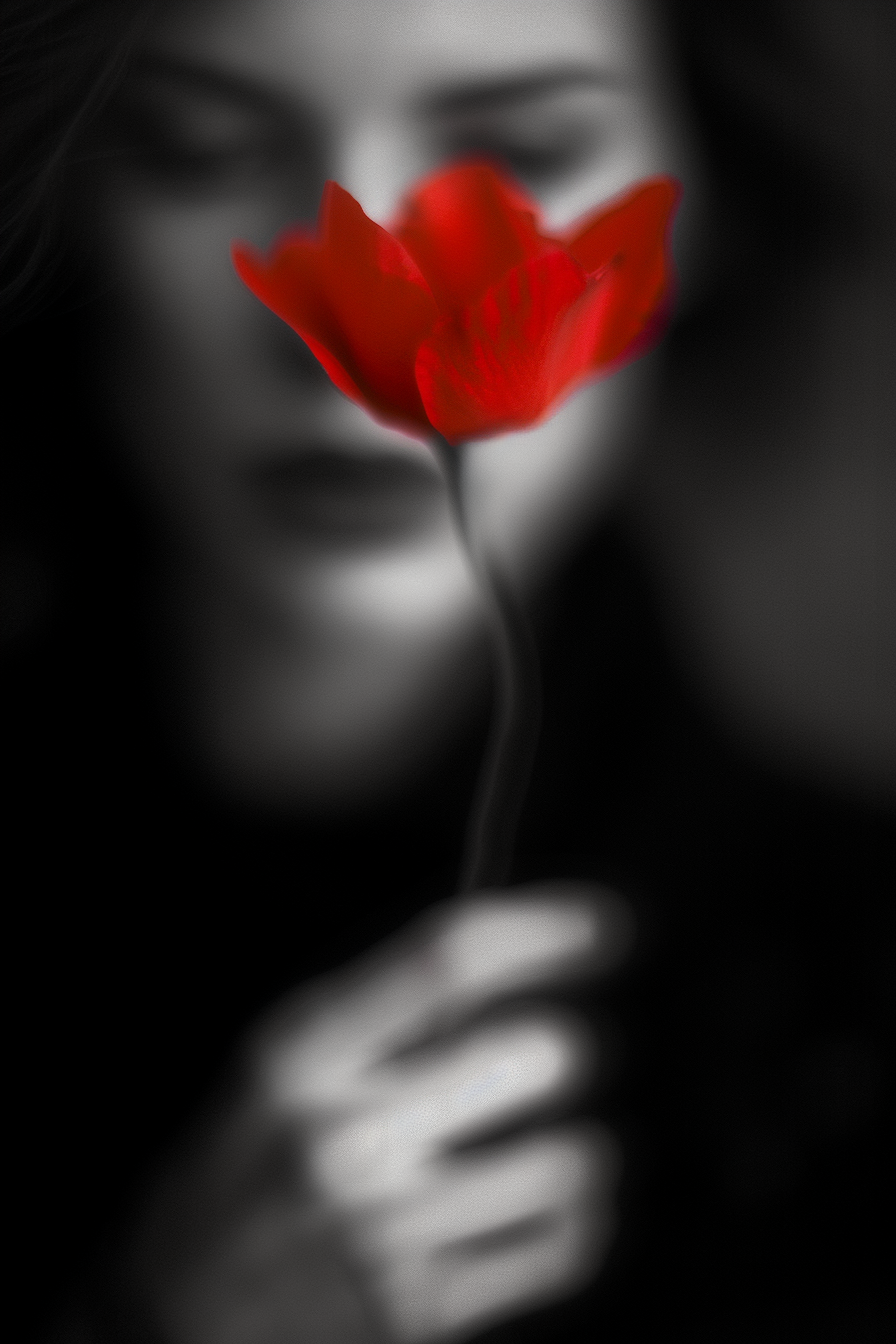 Red Rose in Hands