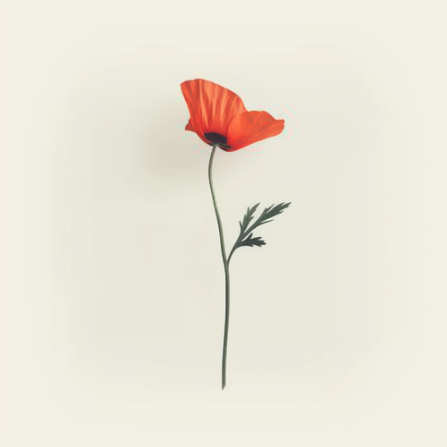 A simple red poppy with minimalist design