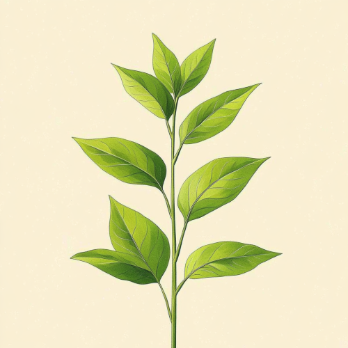 An American sorrel with green leaves illustration