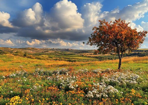Israeli Autumn Charm Home Design Atmosphere