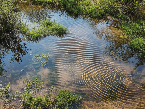 Marshy surface with vegetation, water reflecting sunlight, creating ripples.