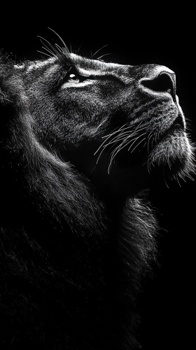 Regal Lion in Thoughtful Pose on Black
