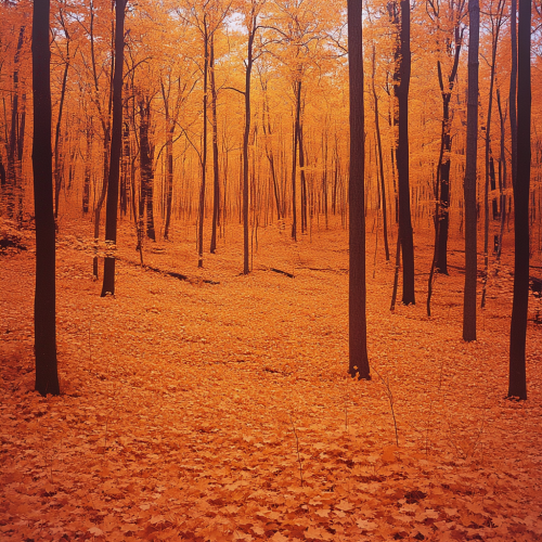 Vibrant autumn maple forest in high resolution.