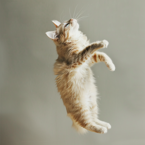 Cat mid-air flipping action