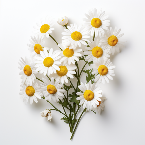 Vibrant Chamomile Flowers on White