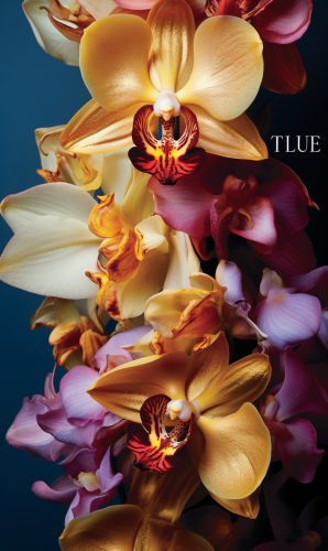 Luxuriously Presented Colorful Orchid Flowers