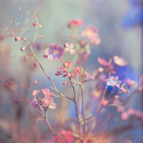 Small delicate wildflowers blooming in meadow
