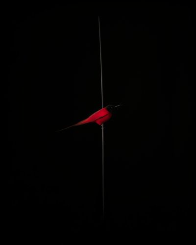 Stunning Exotic Bird Taxidermy Artwork