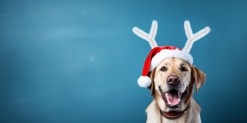 Happy Labrador Retriever in Santa Claus hat and antlers