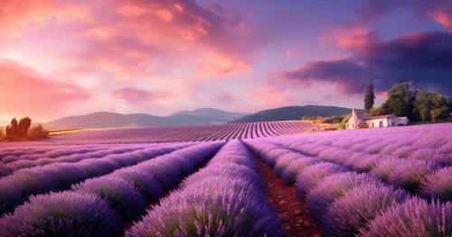 Dreamy lavender field with rolling hills