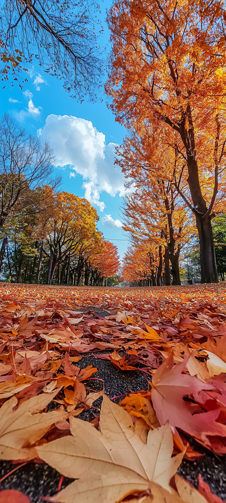 Autumn Leaves Park Japan Blue Sky Photo