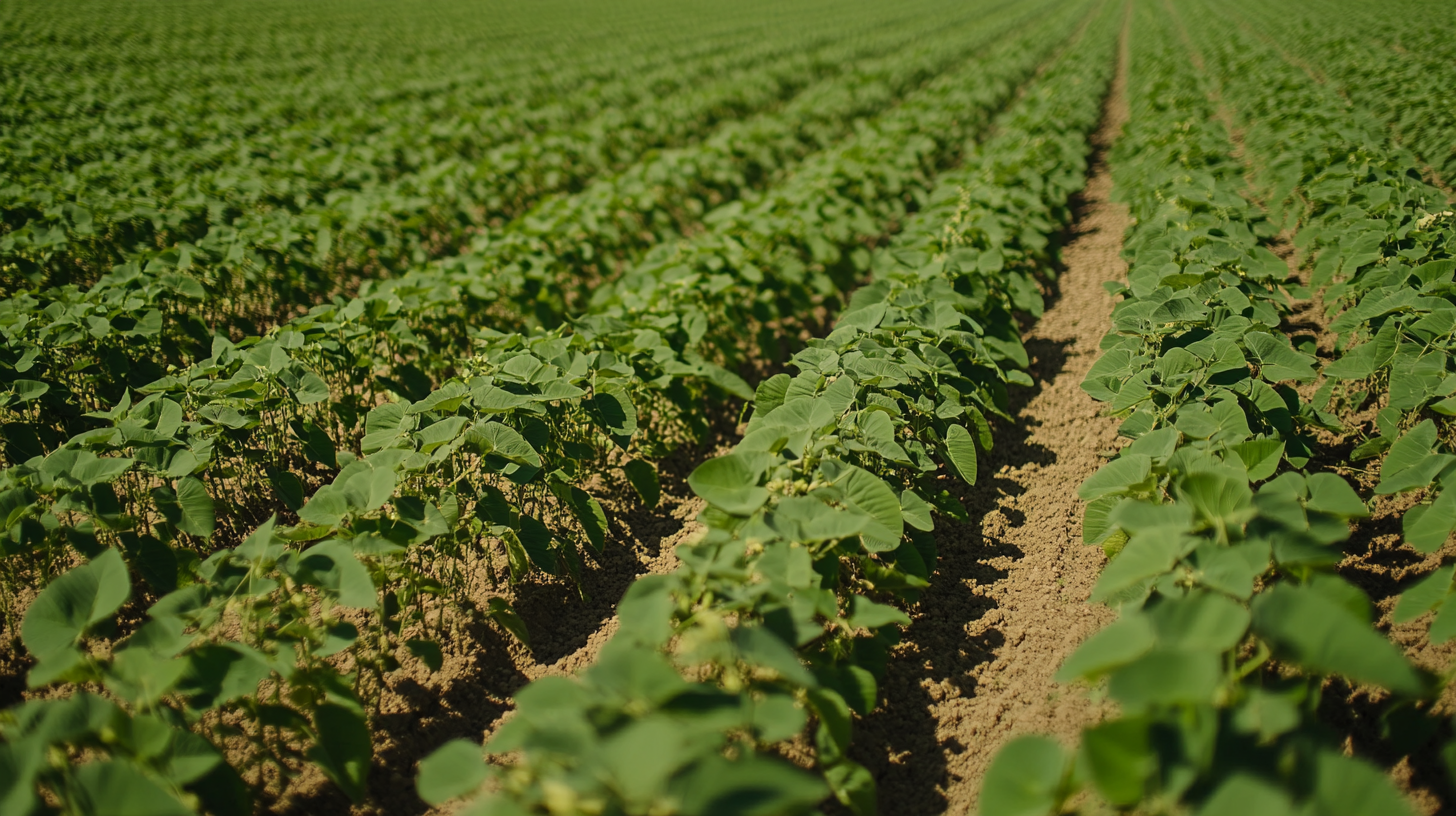 Beautiful soybean plantation in side view, plants covering horizon.