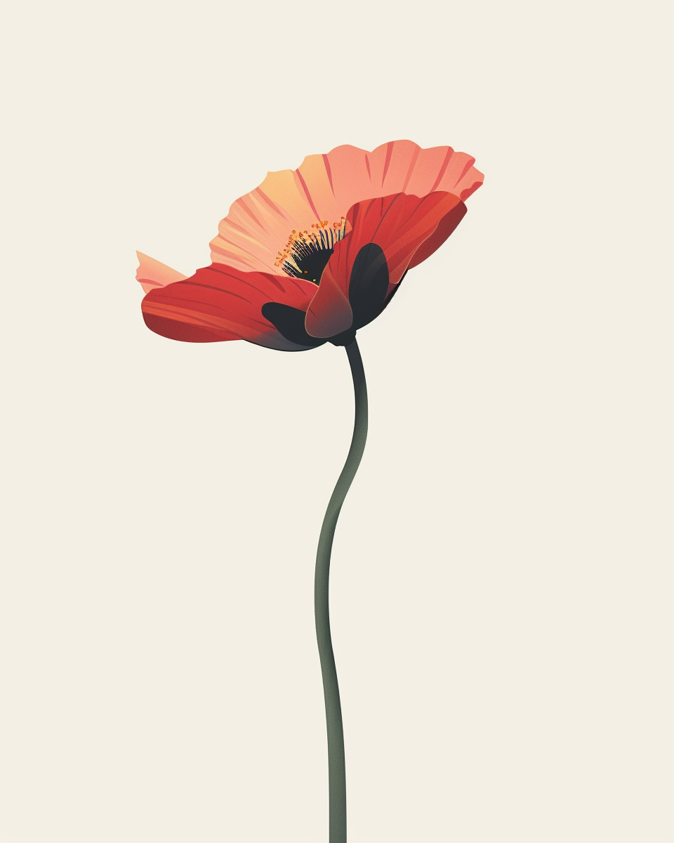 The beautiful, red poppy flower in spring