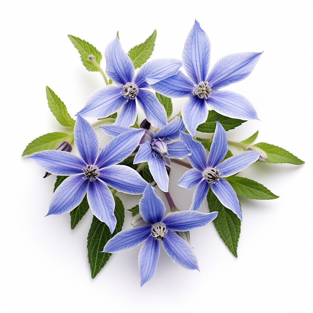 Borage Flower White Background