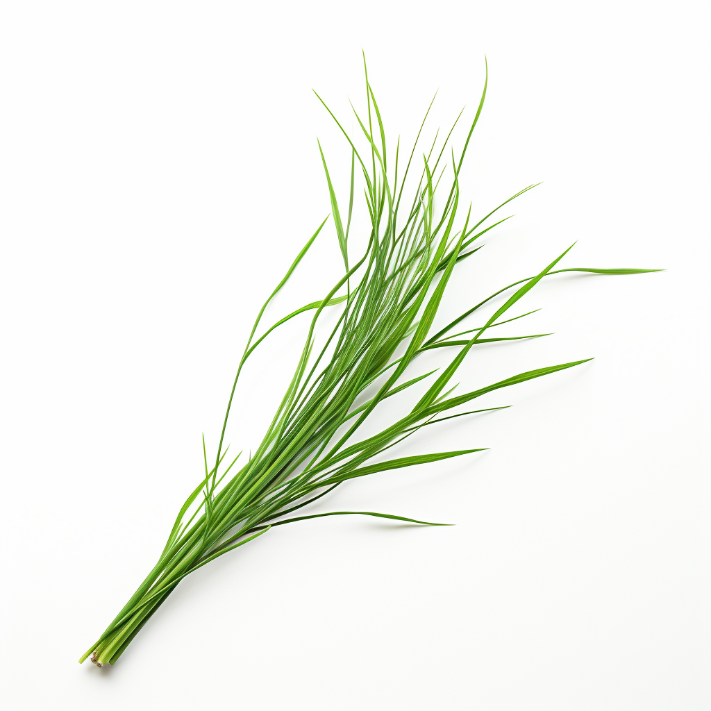 Curved Grass Stem on White Background