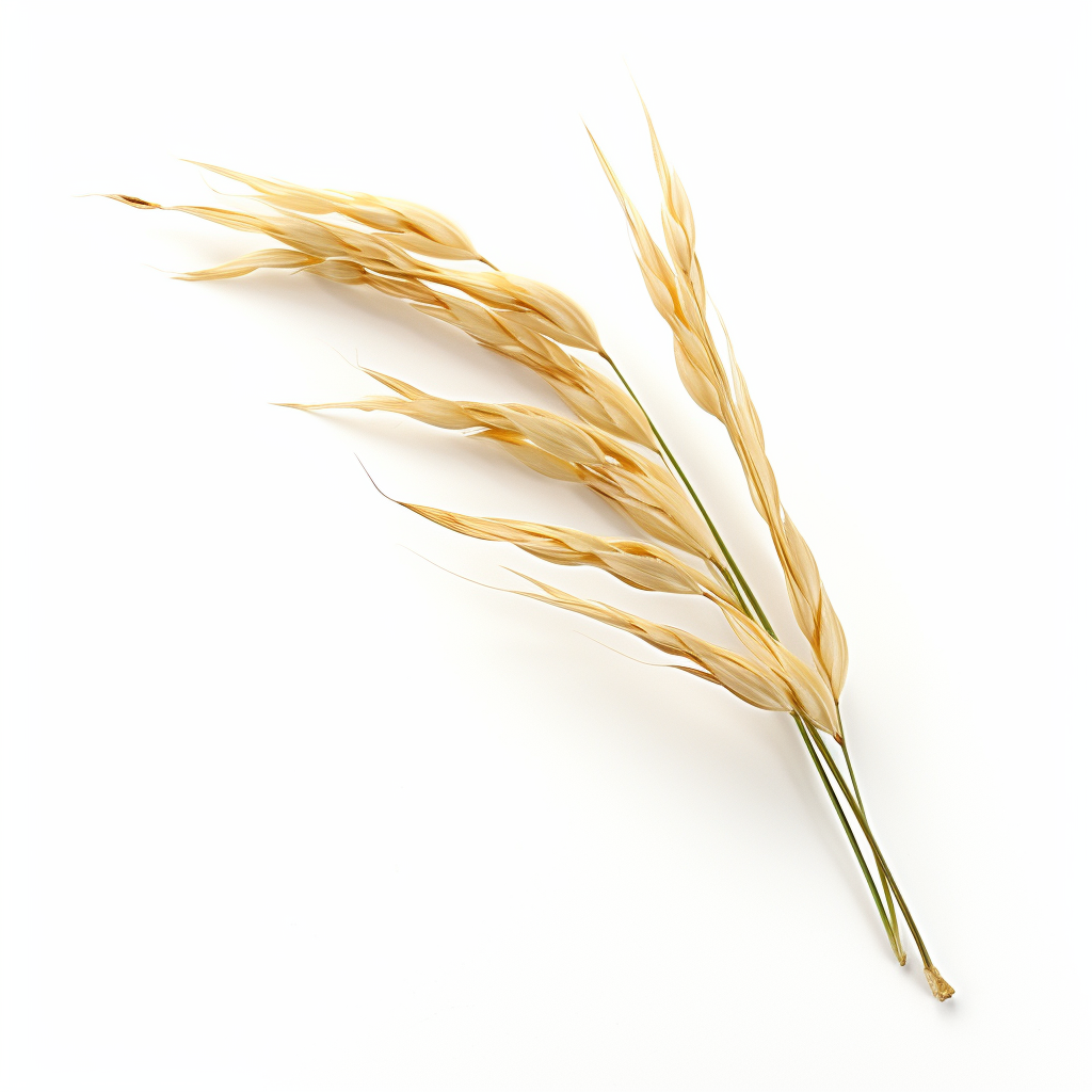 Curved Wild Oat Stalk on White