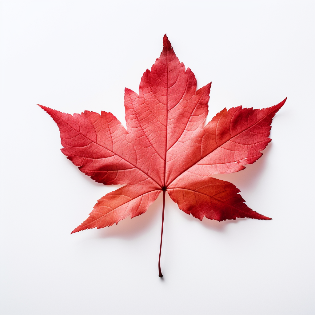 Beautiful autumn leaves on white background