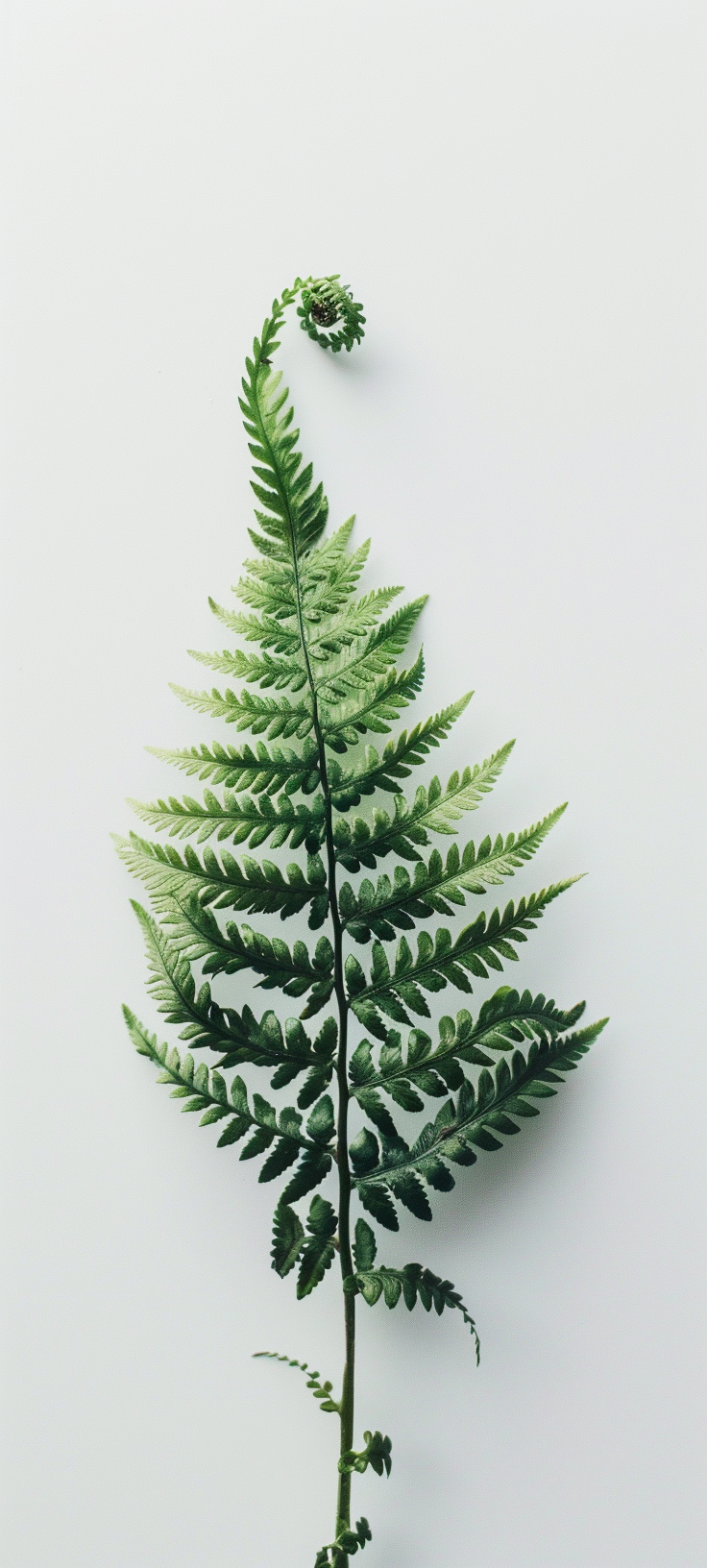 Fern on White Background