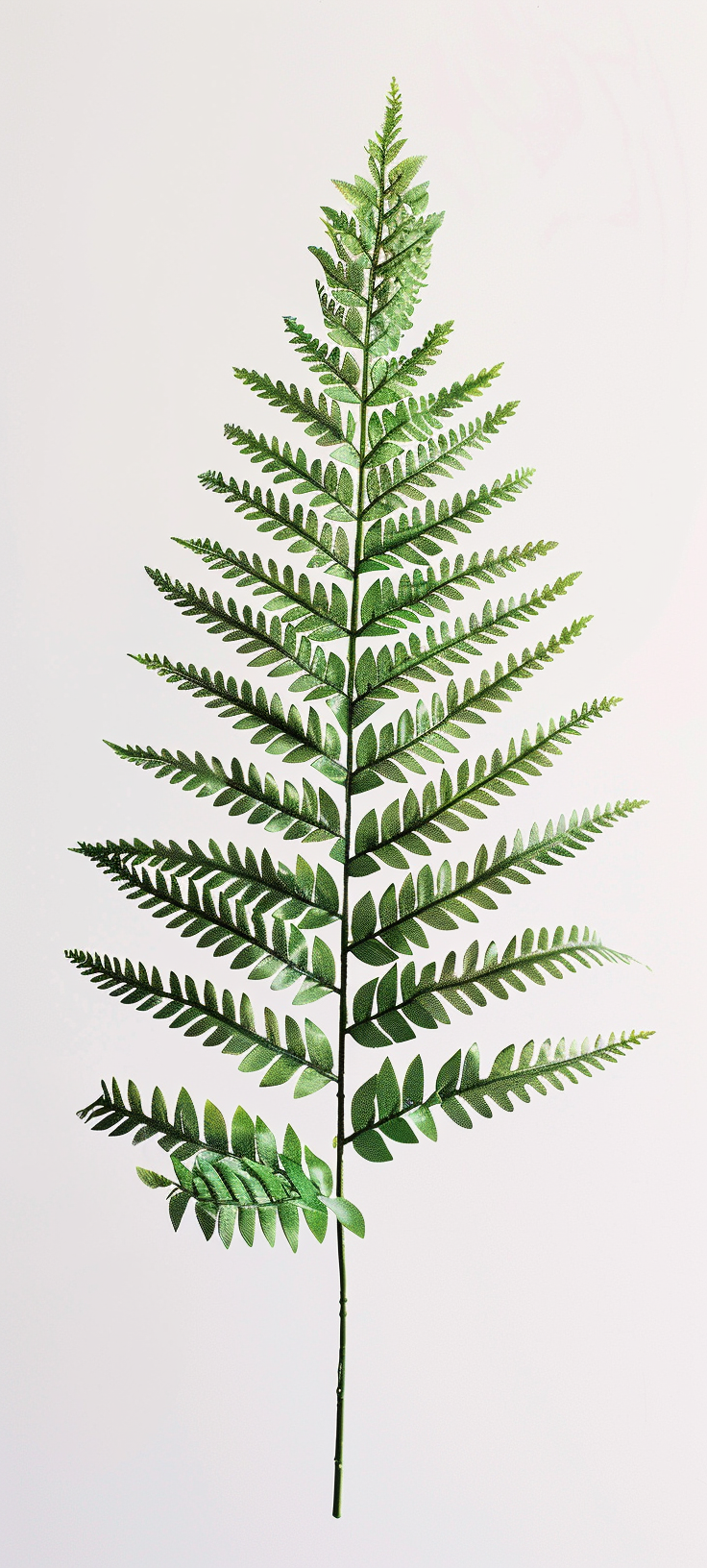 Dynamic fern on white background