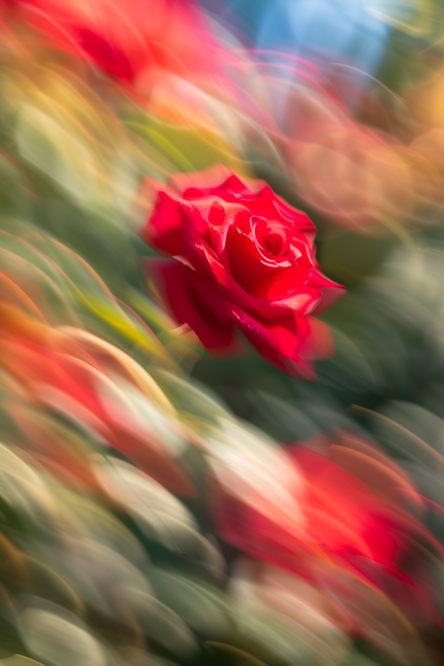 Motion blur red rose close up