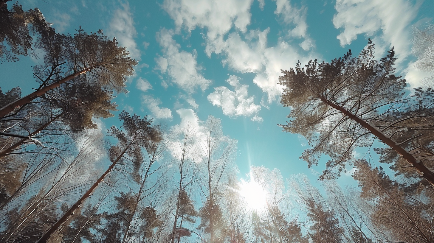 beautiful snow-covered forest in late February