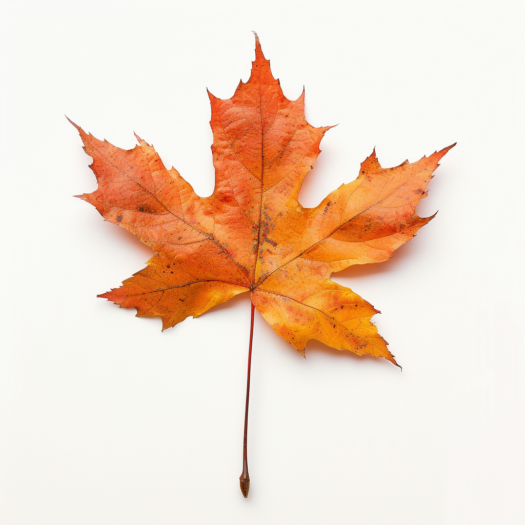 Maple on White Background