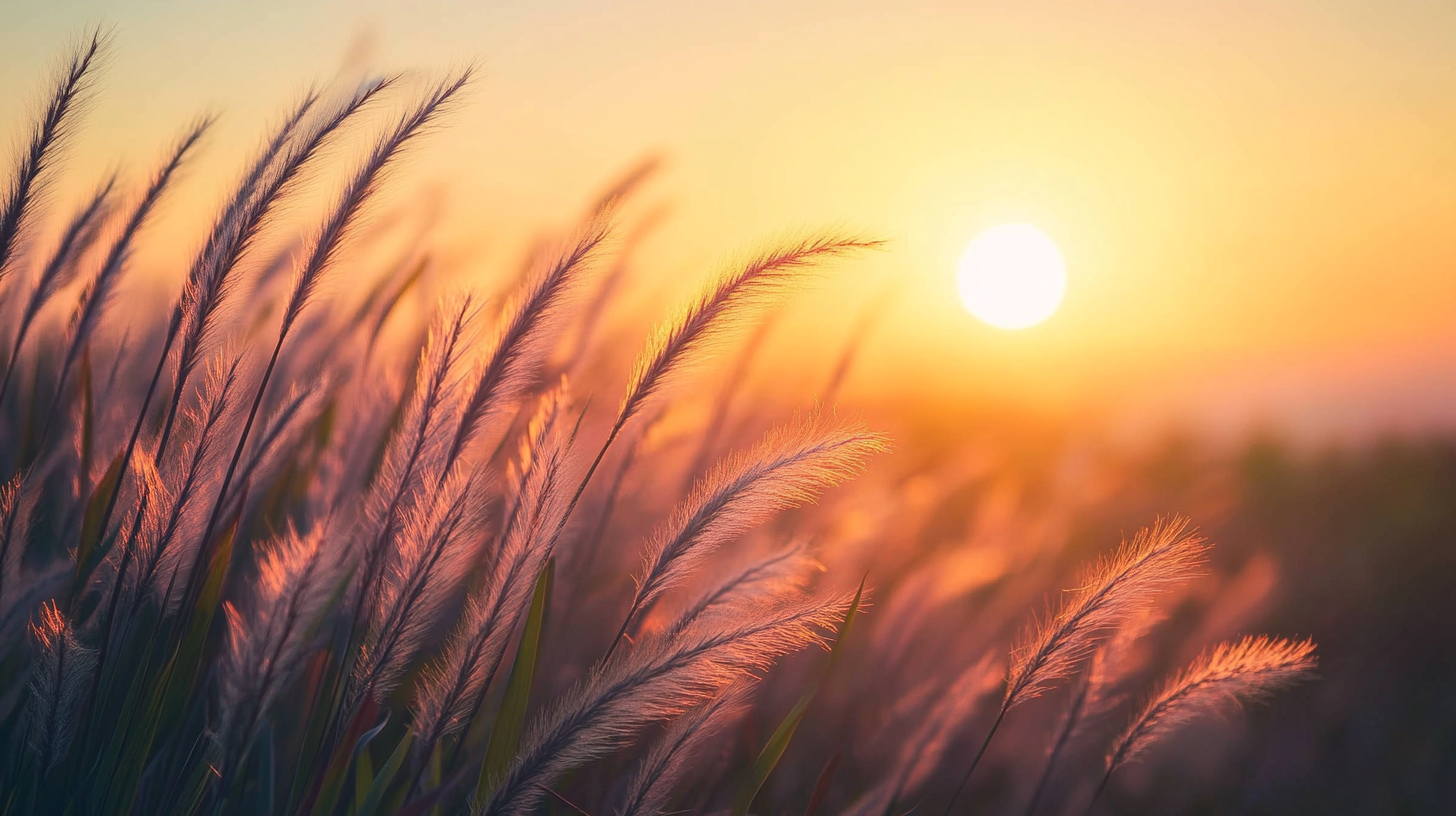 sunset wind blowing across tall grass in beautiful photo